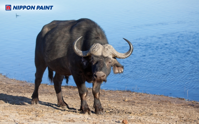 Người sinh năm 1973, tuổi Quý Sửu, mệnh Tang Đố Mộc