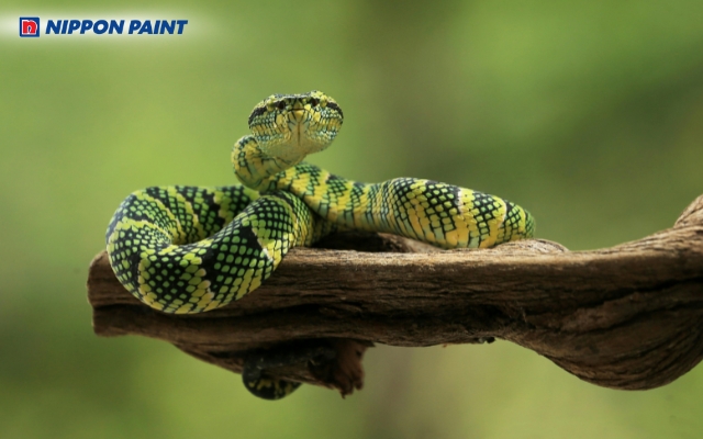 Người sinh năm 1977 tuổi Đinh Tỵ và thuộc mệnh Sa Trung Thổ