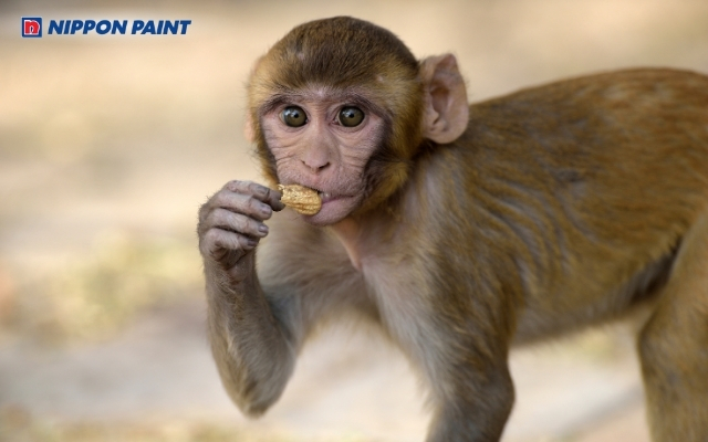 Sinh năm 1980 tuổi con Khỉ (Canh Thân)