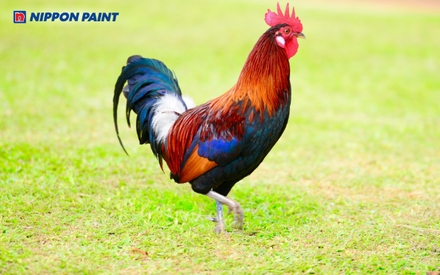 Sinh năm 1981 tuổi con Tân Dậu cầm tinh con Gà