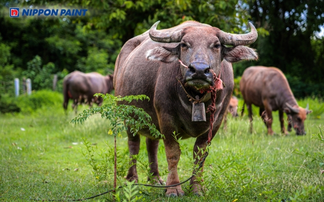 Sinh năm 1985 tuổi Ất Sửu cầm tinh con Trâu và thuộc mệnh Kim