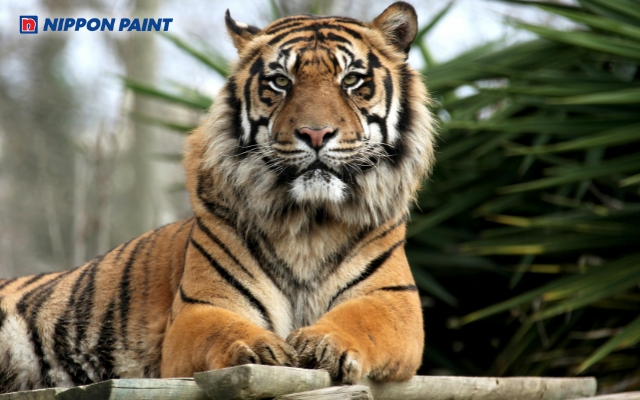 Sinh năm 1986 tuổi Bính Dần, cầm tinh con Hổ và thuộc mệnh Hỏa