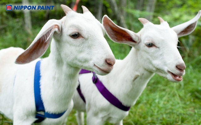 Người sinh năm 1991 là tuổi Tân Mùi mệnh Thổ, cầm tinh con Dê