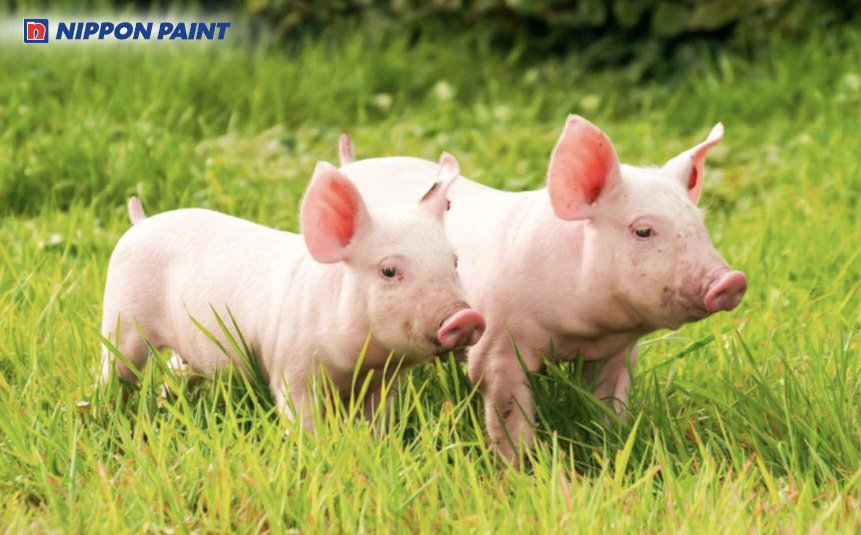 Người sinh năm 1995 là tuổi Ất Hợi, mệnh Sơn Đầu Hỏa