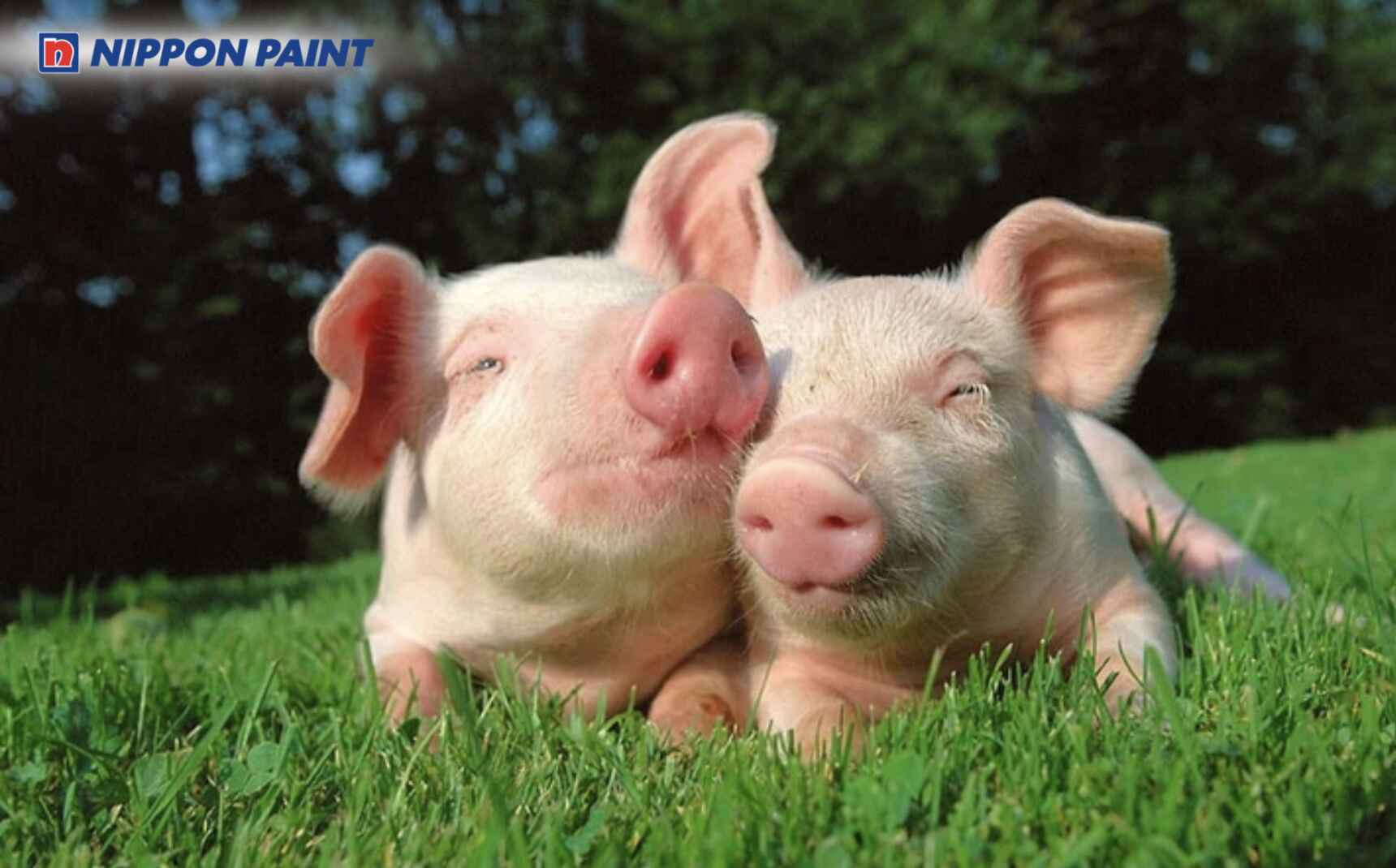 Ất Hợi 1995 sáng tạo và giàu nhiệt huyết