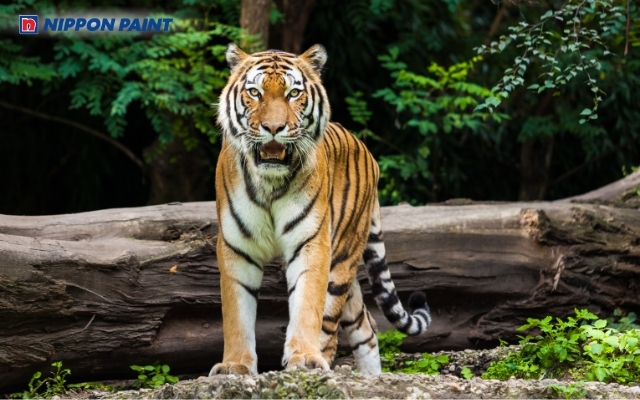 Sinh năm 1998 tuổi con Cọp, thuộc mệnh Thành Đầu Thổ