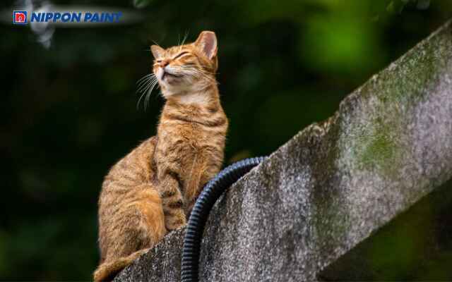 Sinh năm 1999 tuổi con Mèo, thuộc mệnh Thành Đầu Thổ