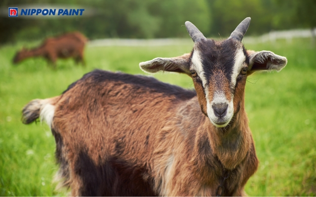 Sinh năm 2003 tuổi Quý Mùi, cầm tinh con Dê và thuộc mệnh Mộc