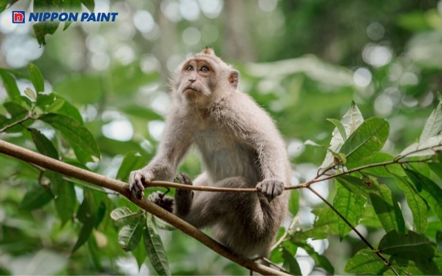 Sinh năm 2004 tuổi Giáp Thân cầm tinh con Khỉ và thuộc mệnh Tuyền Trung Thủy