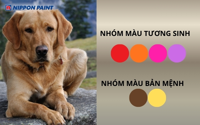 Tuổi Bính Tuất 2006 mệnh Thổ hợp màu nâu, vàng, đỏ. cam, hồng, tím,...