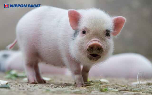 Đinh Hợi 2007 thuộc mệnh Ốc Thượng Thổ biểu hiện của sự kiên cường, kỷ luật và thực tế