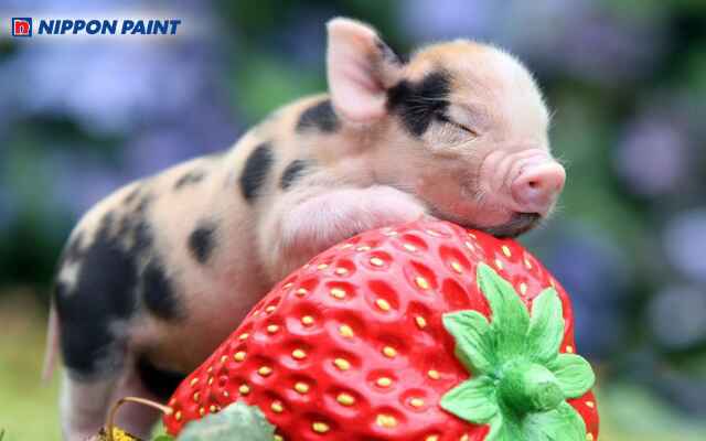 Màu sơn hợp phong thủy cho Đinh Hợi 2007 giúp cân bằng năng lượng, kích hoạt may mắn và thành công