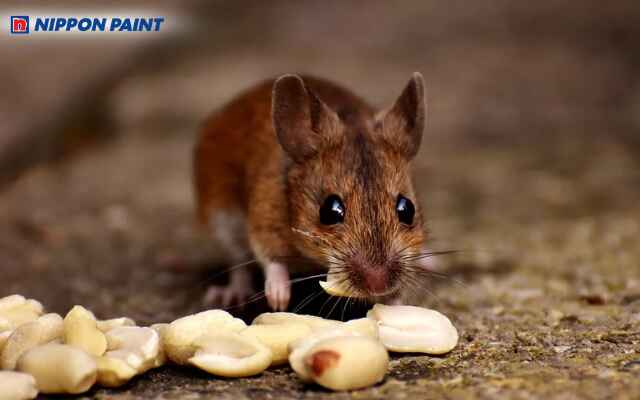 Chọn gam màu hợp mệnh giúp gia chủ tuổi Tý cân bằng năng lượng trong không gian sống