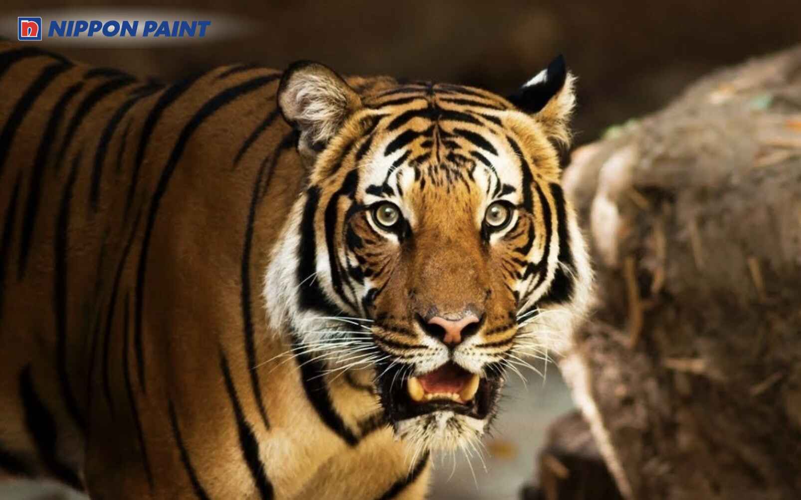 Canh Dần 2010 mang mệnh Mộc - Tùng Bách Mộc