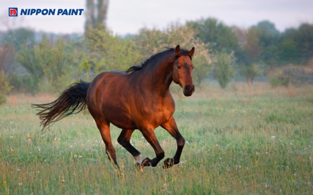 Chọn màu hợp mệnh cho người sinh năm 2014 (Giáp Ngọ) giúp duy trì năng lượng tích cực