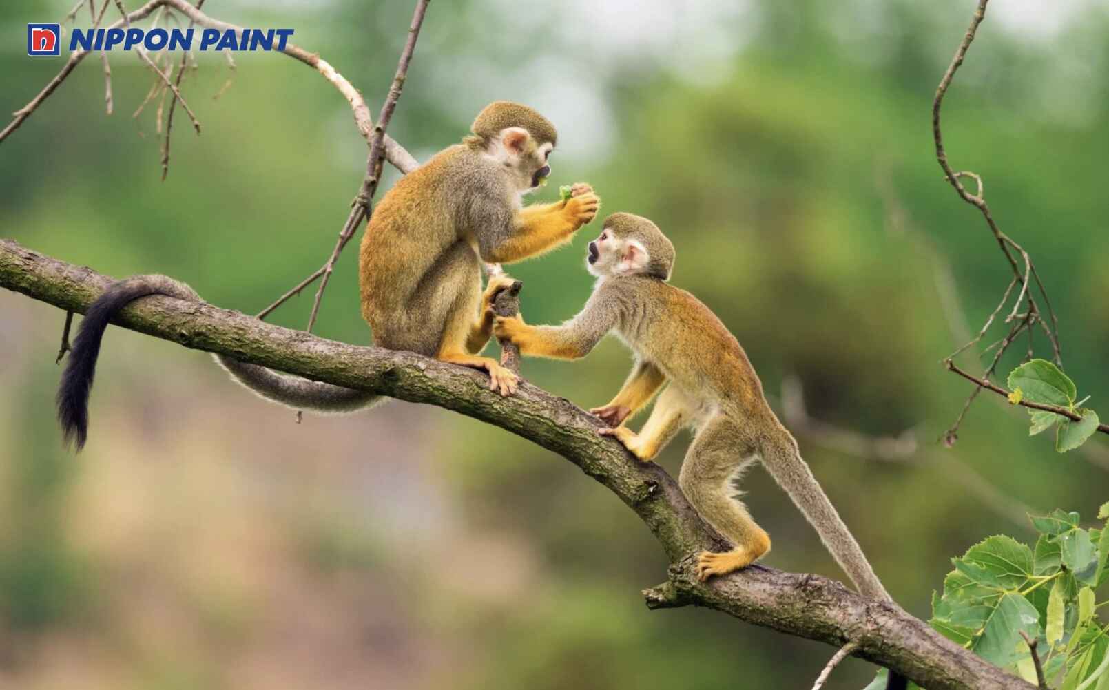 Người sinh năm 2016 tuổi Bính Thân, cầm tinh con Khỉ, thông minh và linh hoạt