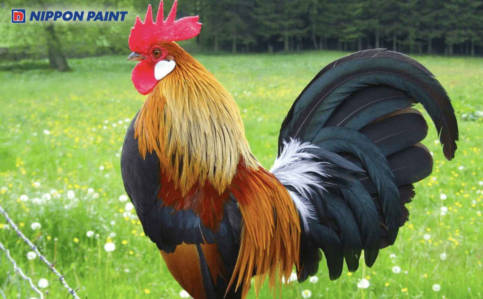 Người sinh năm 2017 thuộc tuổi Đinh Dậu, cầm tinh con Gà