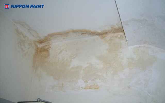 Nấm mốc và vết ố vàng thường xuất hiện ở nơi ẩm thấp như bếp và phòng tắm