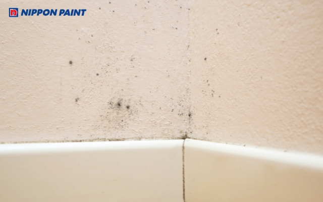Tường nhà bị nấm mốc
