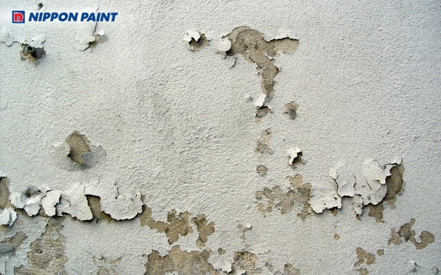 Màng sơn bị phồng rộp