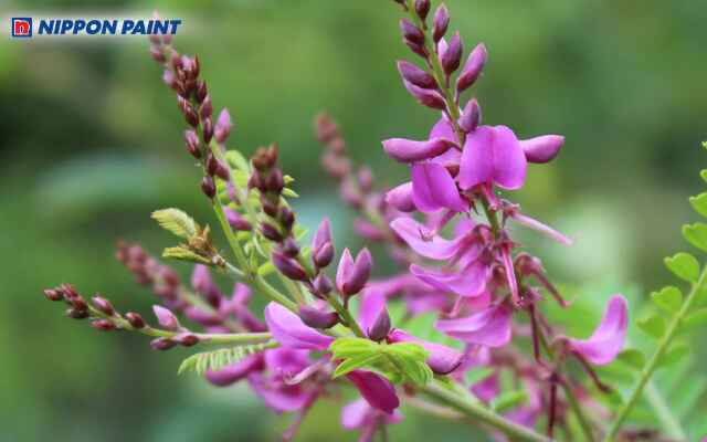 Màu chàm được chiết xuất từ vỏ và lá của cây họ Indigofera Tinctoria và Isatis Tinctoria