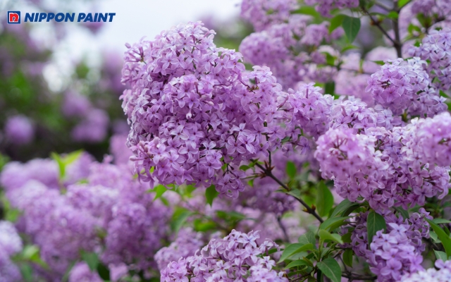 Lilac trong tâm lý học tượng trưng chữa lành, lãng mạn, sáng tạo và cân bằng cảm xúc