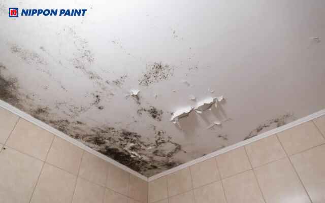 Nhà vệ sinh thấm dột làm hư hại kết cấu, lớp sơn bong tróc và tăng chi phí sửa chữa