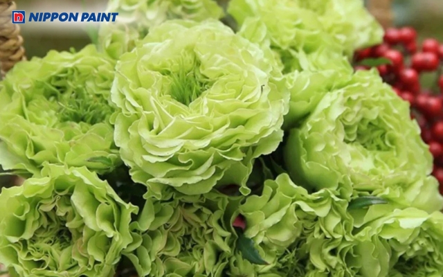 Màu xanh lá trong tình yêu tượng trưng cho sự chân thành và bình yên