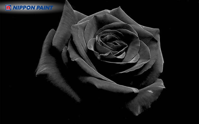 Sắc đen gợi cảm giác trầm mặc và sâu lắng cho không gian