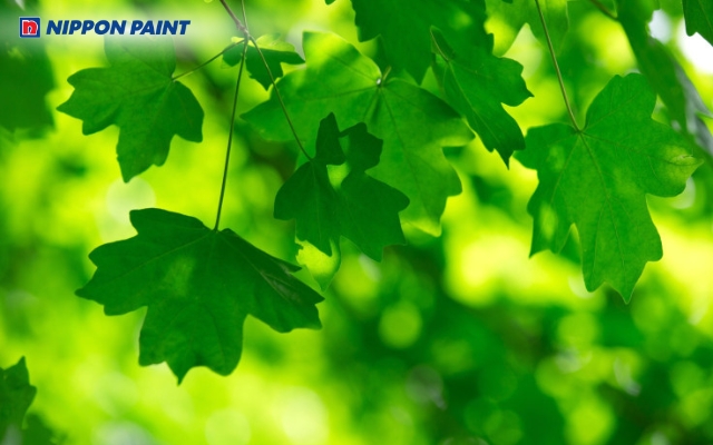 Màu xanh lá gắn liền với thiên nhiên sự cân bằng và cảm giác chữa lành