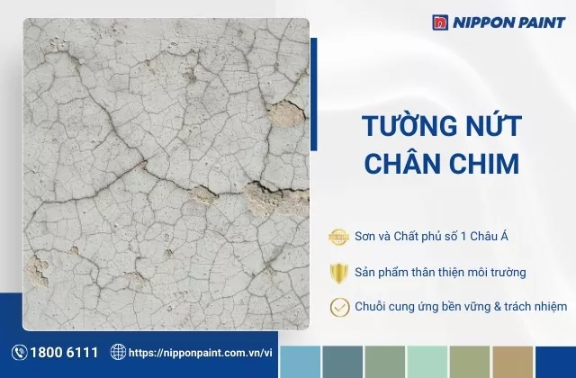 Tường nứt chân chim là gì? Nguyên nhân và cách xử lý hiệu quả